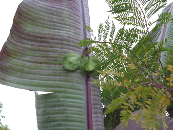 Tropische Planten & Kamerplanten