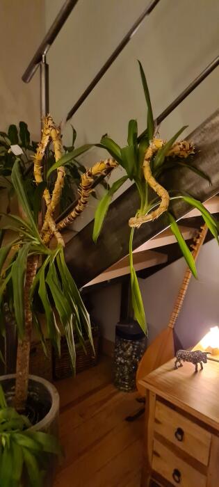 Laster Moeras priester Help mijn yuca doet het niet goed - Tropische Planten & Kamerplanten -  Forum - Tuinadvies