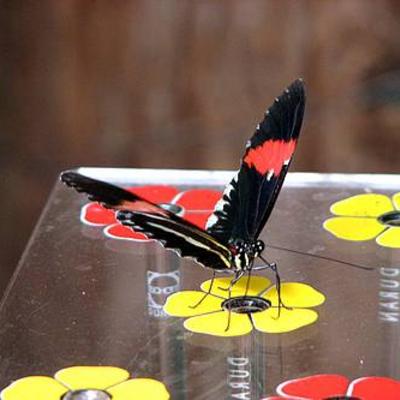 Vlinderkast vlindervoederschaal