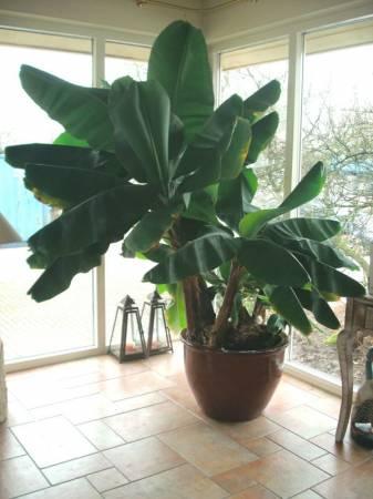 B Mooie bananenboom plant te koop b - & Tuinbenodigdheden - Forum -