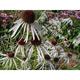 Echinacea pallida 