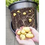 Aardappelpot - PotatoPot - 12 liter