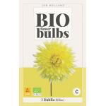 Dahlia 'Bilbao' - bio flowerbulbs
