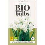 Bio Narcis 'Triandrus Thalia' - bio flowerbulbs (5 stuks)