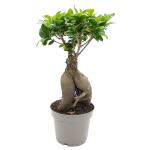 Vijg - Ficus microcarpa 'Ginseng' 30 cm