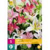 Lilium Oriental Pastel mix - Orientaals