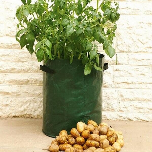 Aardappel kweekzak groen