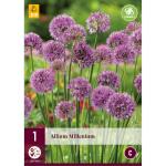 Allium Millenium (1 stuks)
