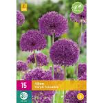 Allium Purple Sensation - 15 stuks (15 stuks)