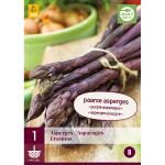 Asparagus Erasmus - paarse asperge (1 stuks)
