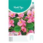 Begonia Roze komeet F1 - Begonia semperflorens