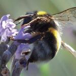 Bijen bloemenmengsel