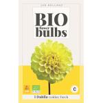 Dahlia 'Golden Torch' - bio flowerbulbs