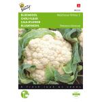 Bloemkool Walcheren Winter - Brassica oleracea
