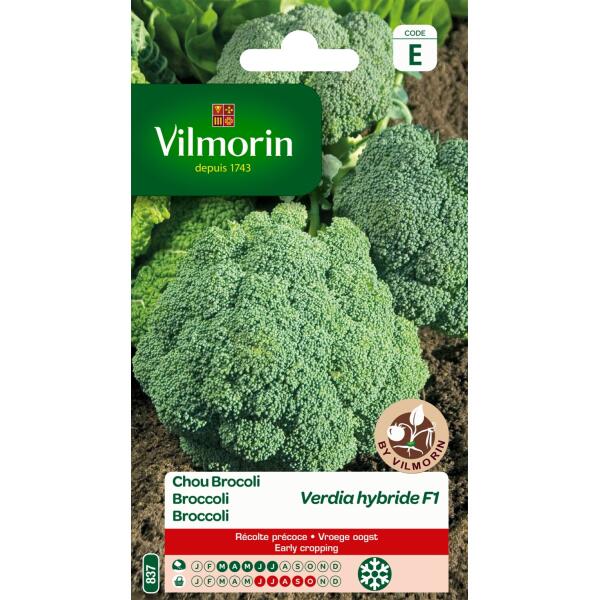  - Broccoli Verdia HF1