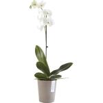 ECOPOTS Morinda orchideeënpot - taupe Ø 14 cm