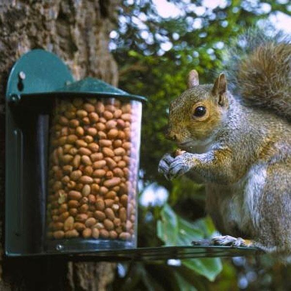vrijwilliger Beknopt terugbetaling Eekhoorntjes voederen met voederhuis of voedersilo - eekhoornvoederhuis om  de eekhoorns te voeden