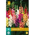 Gladiolus Mix (10 stuks)