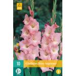 Gladiolus Rose Supreme 12/14 (10 stuks)