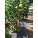 Gronddoek met openingen voor tomaten - 60 cm x 5 m