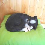Kat slapend Rori - 3 kleuren