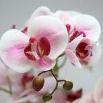 Kunstplant Phalaenopsis orchidee 1 tak - wit/roze