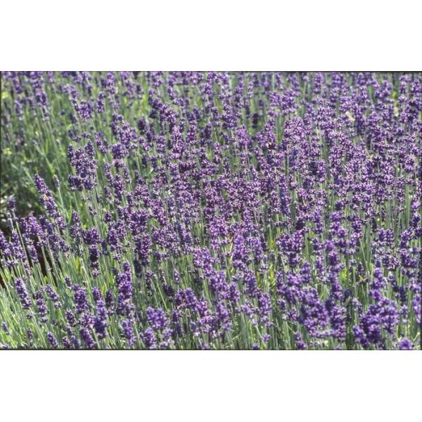 Lavendel - Lavandula angustifolia 'Hidcote'