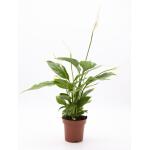 Lepelplant - Spathiphyllum 'Alana' 45 cm