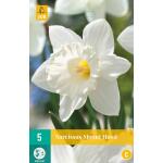Narcissus Mount Hood - trompetnarcis (5 stuks)