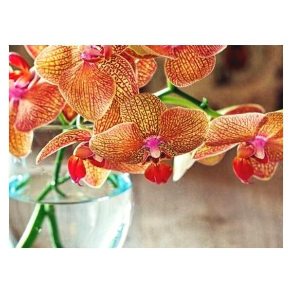 Substral potgrond orchidee 6 liter