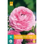 Ranunculus Pink VJ (10 stuks)