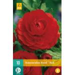 Ranunculus rood (10 stuks)