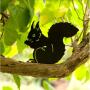 Silhouet etende eekhoorn - decoratief