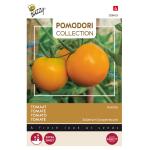 Tomaten Pomodori Arancia - Lycopersicon esculentum