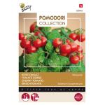 Tomaten Pomodori Minuscolo - Lycopersicon esculentum