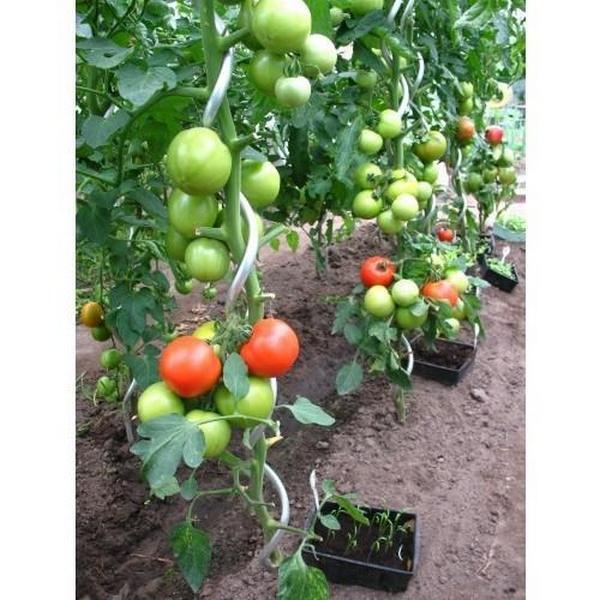 Tomatenspiralen 180 cm