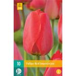 Tulipa Red Impression -  tulp darwinhybride (10 stuks)