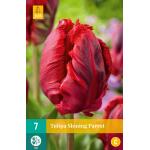 Tulipa Shining Parrot - Parkiet (7 stuks)