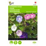 Klimmende winde gemengd - Ipomoea purpurea