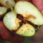 DCM Cydia-Pheromone - Wormstekigheid in appels en peren