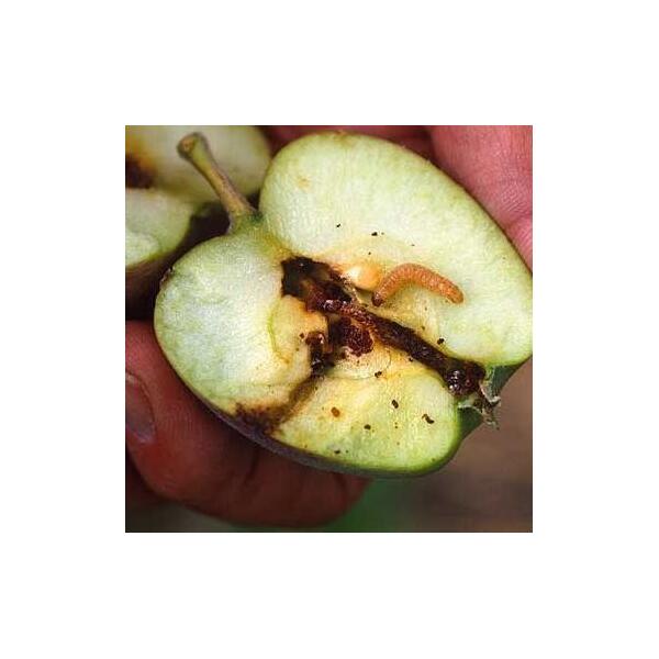 Wormstekigheid in appels en peren