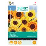Zonnebloem Music Box - Helianthus (Sunflowers)