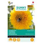 Zonnebloem Sungold - Helianthus annuus (Sunflowers)