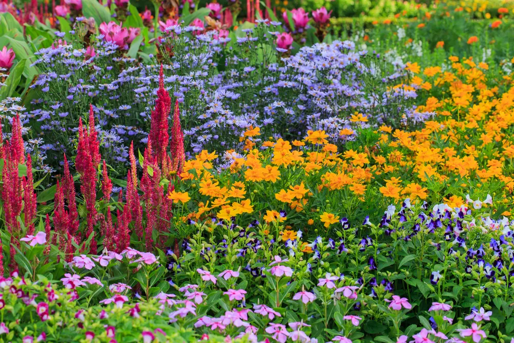 Online planten kopen!