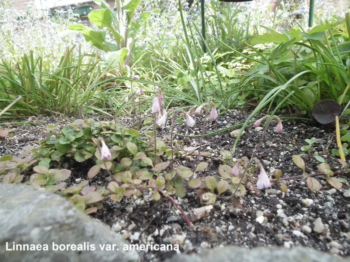 Linnaea borealis- Tuinadvies Nederland