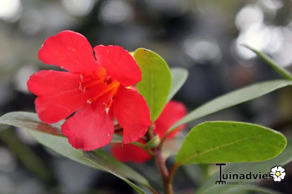 Rododendron- Tuinadvies Nederland