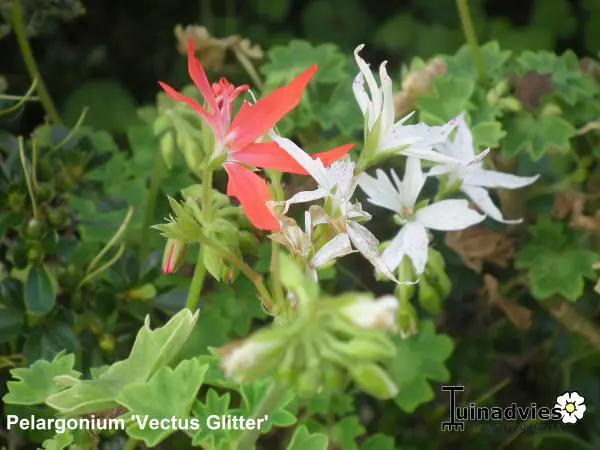 Vectis Geranium Geranium- Tuinadvies Nederland