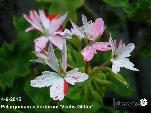 Vectis Geranium Geranium- Tuinadvies Nederland