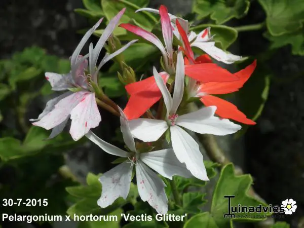 Vectis Geranium Geranium- Tuinadvies Nederland