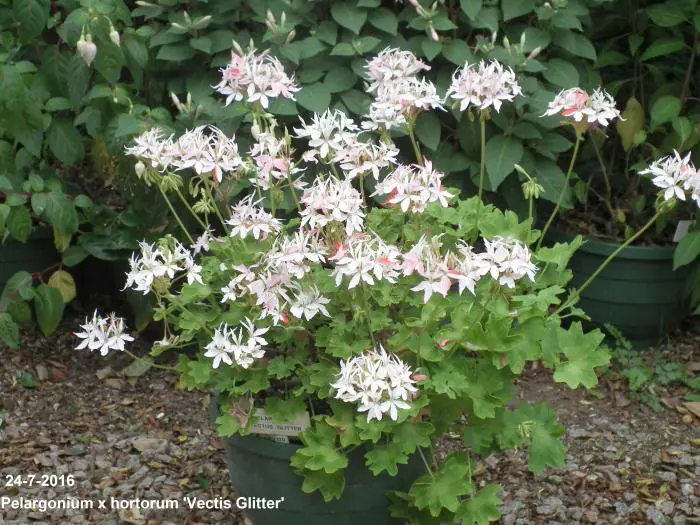 Vectis Geranium Geranium- Tuinadvies Nederland